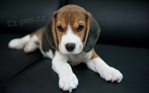 Prod�m zdrav� �t���tka trikol�ra Beagle. 