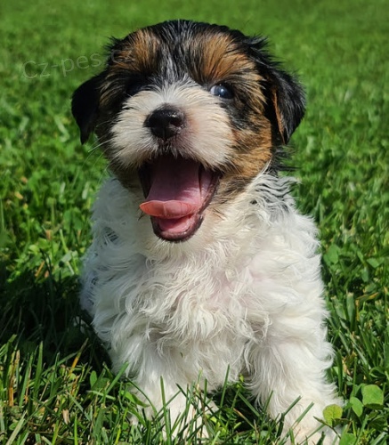 Kr�sn� �t���tka Biewer yorkie k dispozici a p�ipraven� k prodeji.