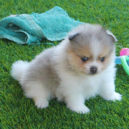Pomeranian �t��ata na prodej