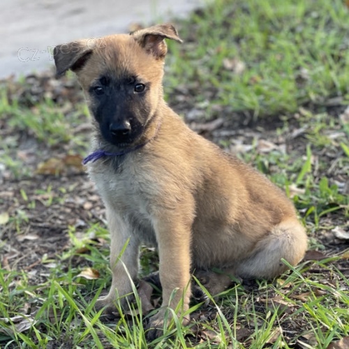 Prod�m zdrav� a kr�sn� �t��ata belgick�ch malinois a samc�.