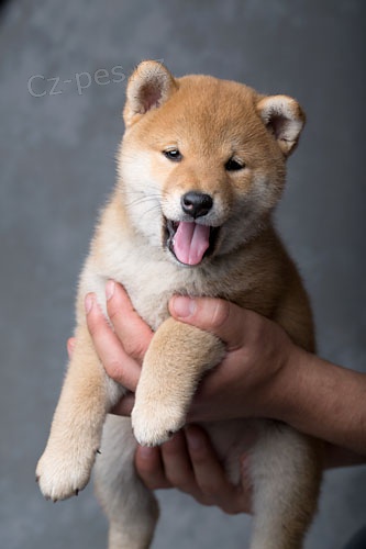 Rozko�n� �t���tka shiba inu