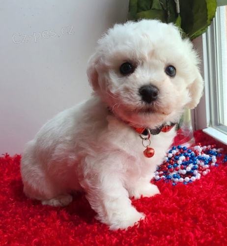 �t��ata Bichon Frise jsou k dispozici a p�ipravena k prodeji.