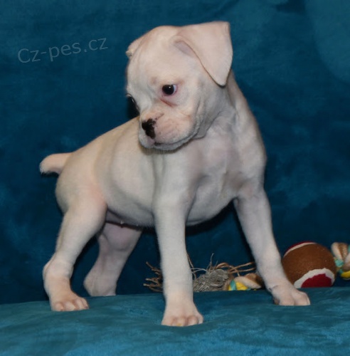 prod�m �t��ata b�l�ho boxera