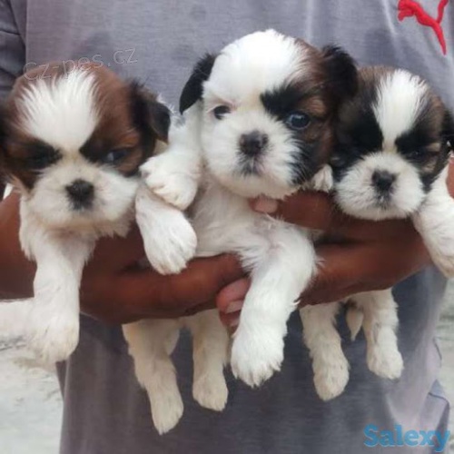 Prod�m �t��ata SHIH TZU