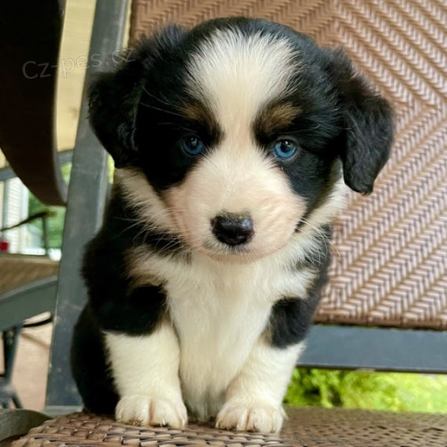 Prod�m �t��ata australsk�ch ov��k�