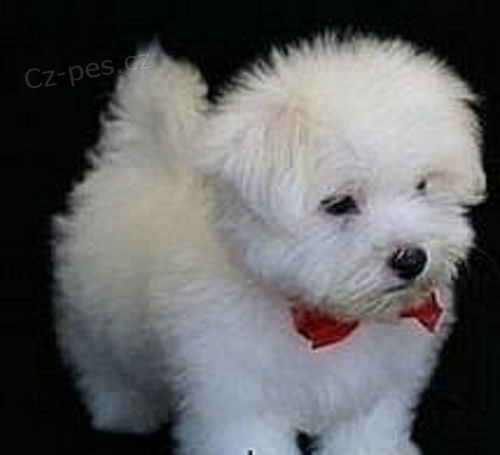 Maltez�k ps�k a fenka.