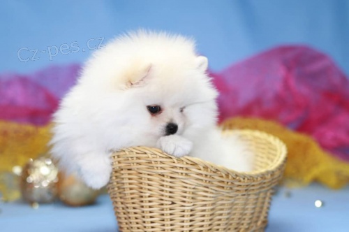 Pomeranian - nemecky �pic 