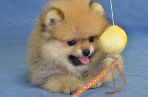 �pic nemeck� trpasl��i