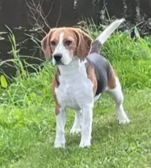 kr�sn� �t���tka b�gla