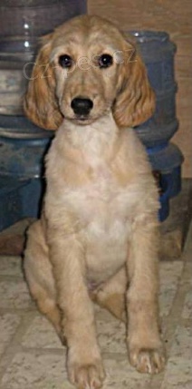 Rozko�n� �t���tka jsou p�ipravena k prodeji a nov�m rodin�m.