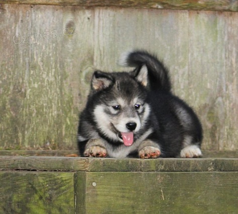 Rozko�n� �t���tka jsou p�ipravena k prodeji a nov�m rodin�m.