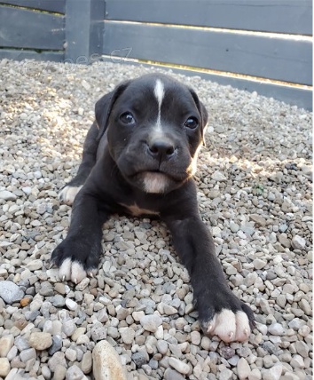 Rozko�n� �t���tka jsou p�ipravena k prodeji a nov�m rodin�m.