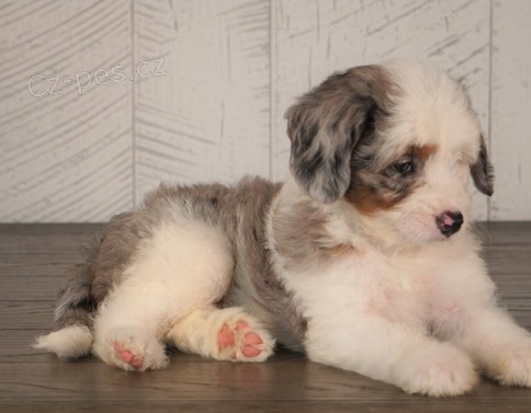 Rozko�n� �t���tka Bernedoodle jsou p�ipravena k prodeji a nov�m rodin�m.