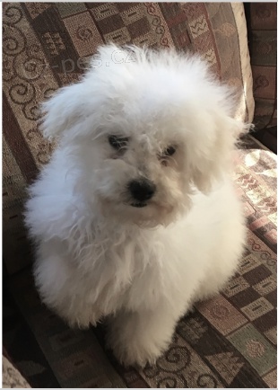 Rozko�n� �t���tka jsou p�ipravena k prodeji a nov�m rodin�m.