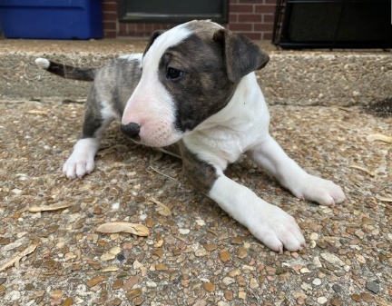 Rozko�n� �t���tka jsou p�ipravena k prodeji a nov�m rodin�m.