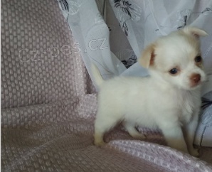 Rozko�n� �t���tka jsou p�ipravena k prodeji a nov�m rodin�m.