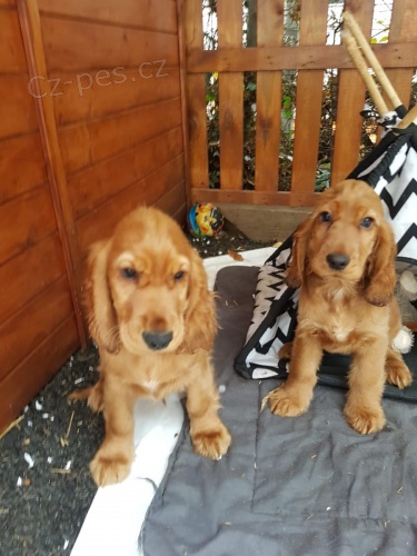 Rozko�n� �t���tka jsou p�ipravena k prodeji a nov�m rodin�m.