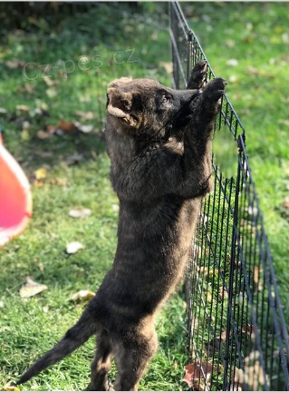 Rozko�n� �t���tka jsou p�ipravena k prodeji a nov�m rodin�m.