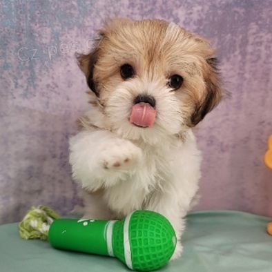 Rozko�n� �t���tka jsou p�ipravena k prodeji a nov�m rodin�m.