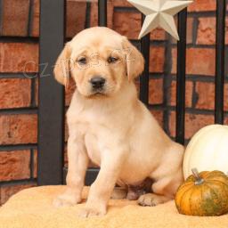 Rozko�n� �t���tka jsou p�ipravena k prodeji a nov�m rodin�m.