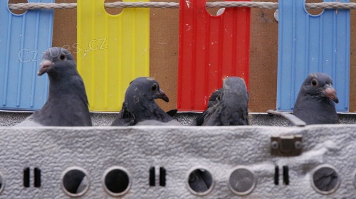 Rozko�n� holub je p�ipraven k prodeji a nov�m rodin�m.