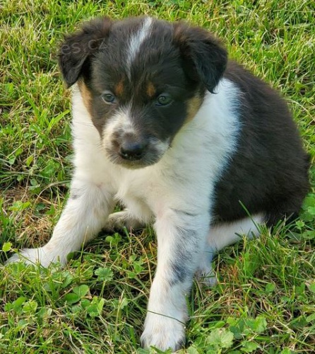 p��telsk� �t��ata bearded kolie k adopci