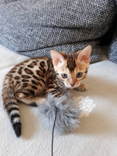 dispozici rozko�n� beng�lsk� ko�ata