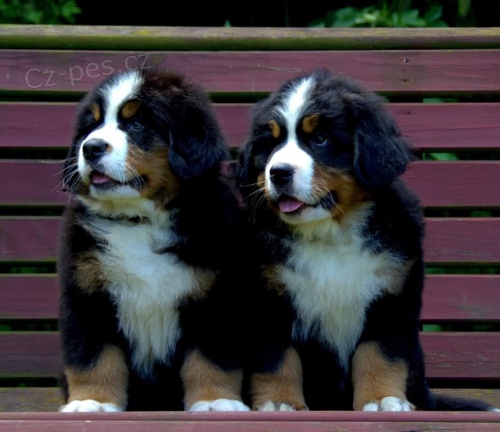 2 bernsk� sala�nick� pes