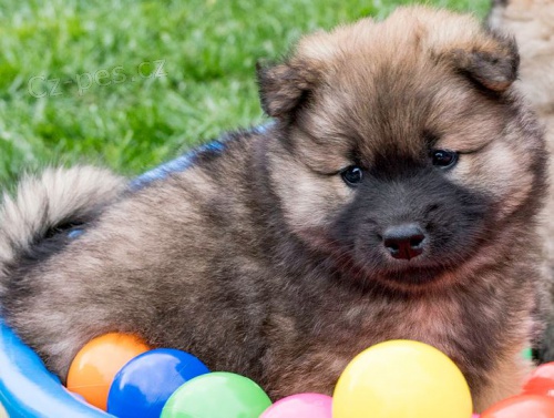 �t��ata Eurasier hrav� a zdrav� �t��ata Eurasier