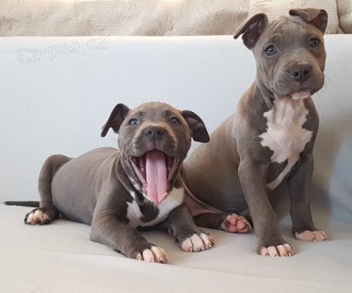 2 Americk�  Blue pitbulteri�r pro nov� domy