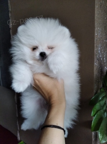 kr�sn� �t���tka volpino ( pomeranian )  hledaj�c� nov� domovy