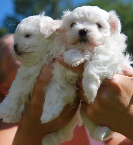 maltsk� �t���tka k adopci. v�ce informac� a obr�zk�