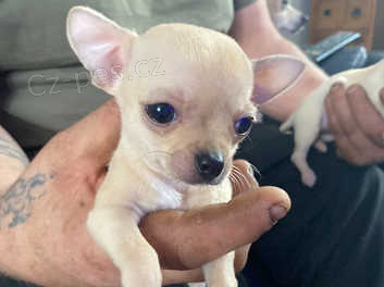 �t��ata civava zoufale tou�� po nov�ch rodi��ch