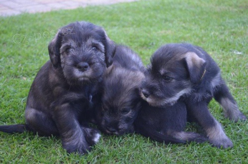 Kn�ra� st�edn�