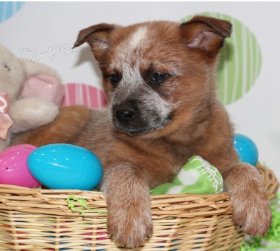 kr�sn� australsk� hon�ck� psy k adopci