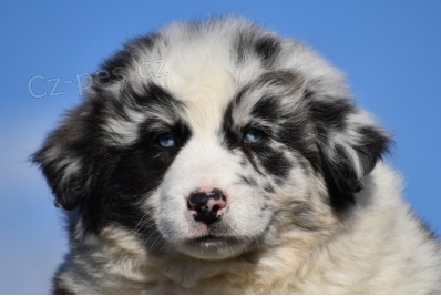 kr�sn� australsk� ov��ky k adopci