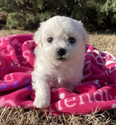 kr�sn� �t��ata Bichon k adopci
