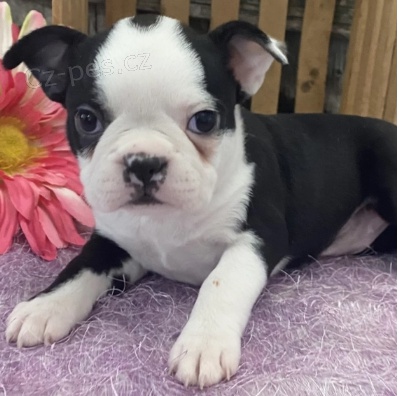 kr�sn� �t��ata bostonsk�ho teri�ra k adopci