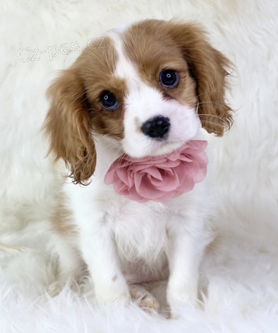 kr�sn� �t���tka Carveilier King Charles k adopci
