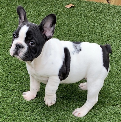 kr�sn� �t���tka francouzsk�ho buldoka k adopci