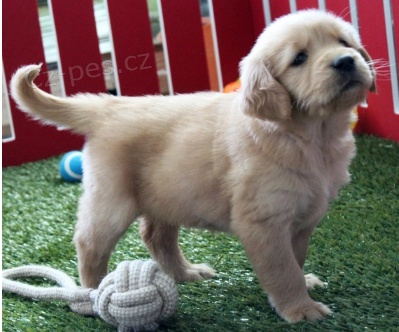 kr�sn� �t���tka zlat�ho retr�vra k adopci