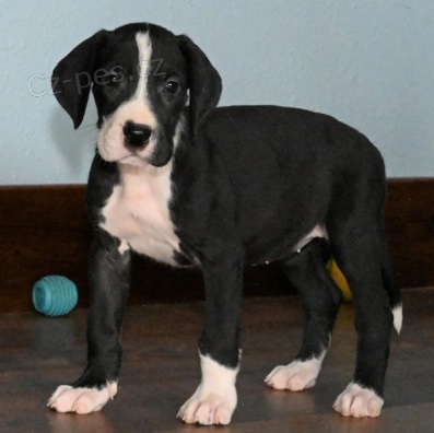 kr�sn� �t���tka dogy k adopci