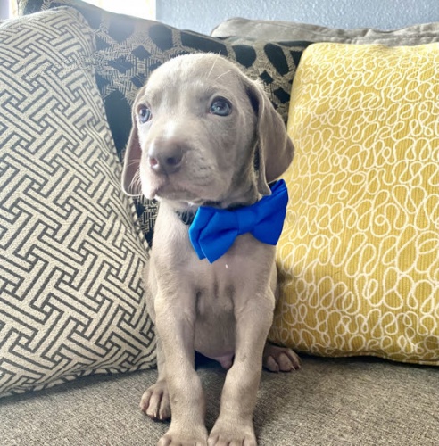 Zdrav� MODR� v�marsk� oha�e �t��ata na prodej