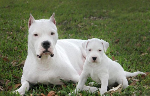 �t���tka doga Argentino k adopci.