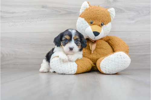 Prod�m zdrav� a kr�sn� �t���tka CAVAPOO samce a samice.