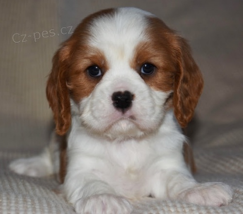 Prod�m �t��ata King Charles �pan�l