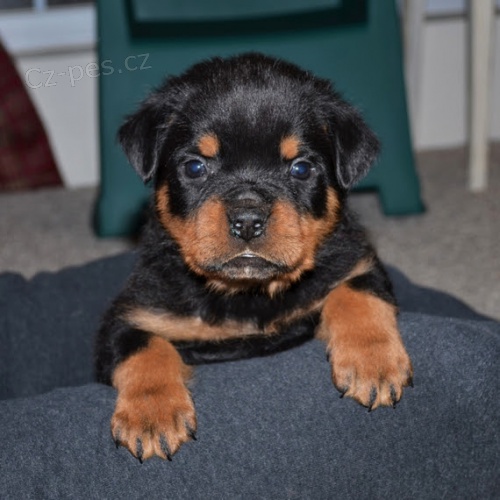 �T��ATA rotvajlera k adopci.