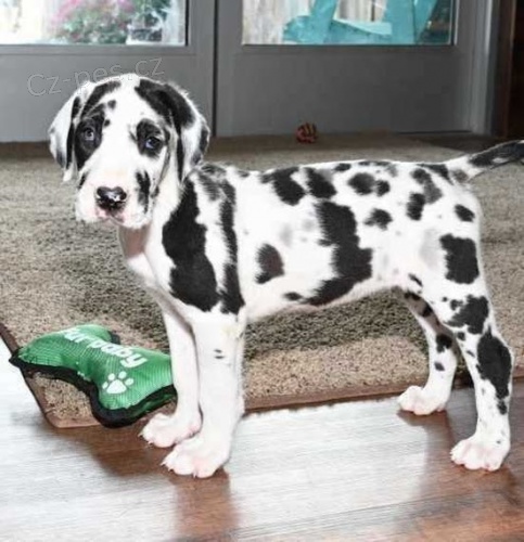 Prod�m zdrav� a kr�sn� �t���tka n�meck� dogy a samce.