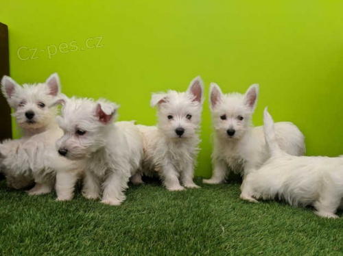 Prod�m ZDRAV� a O�KOVAN� �t��ata West Highland White Terriers.
