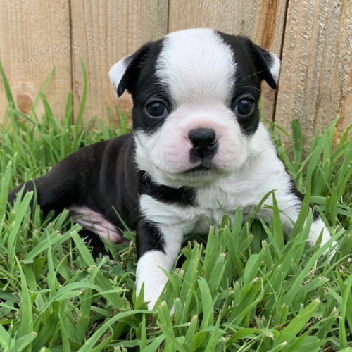 prodej mini kr�sn�ch �t��at bostonsk�ho teri�ra a fenky